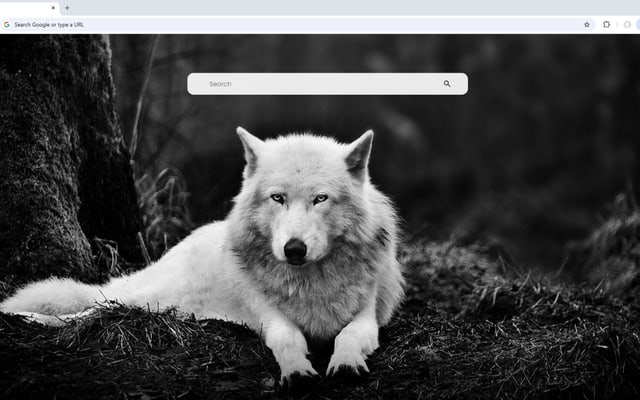 Wolf Wallpaper